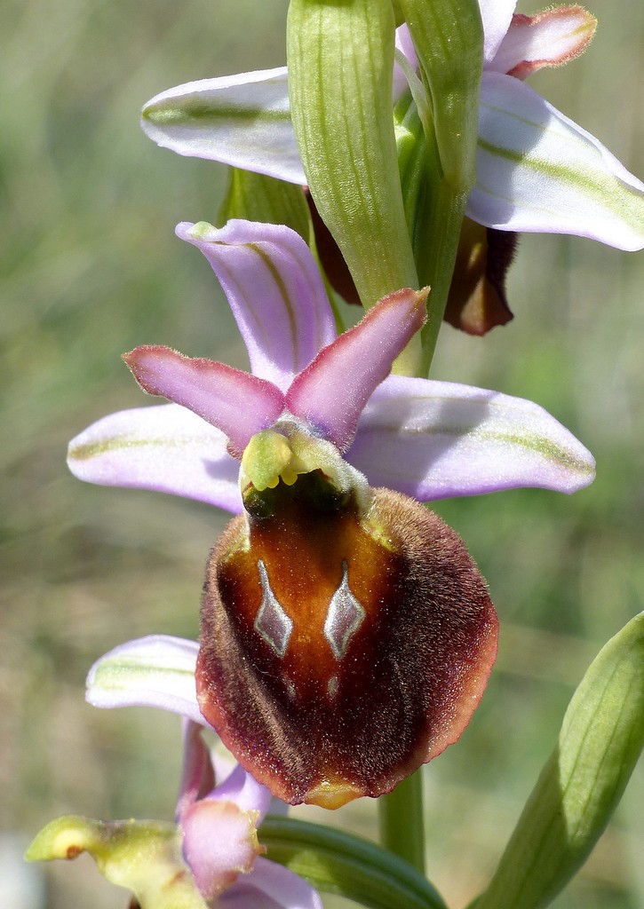 Ophrys crabronifera nellAbruzzo aquilano - aprile  2022.